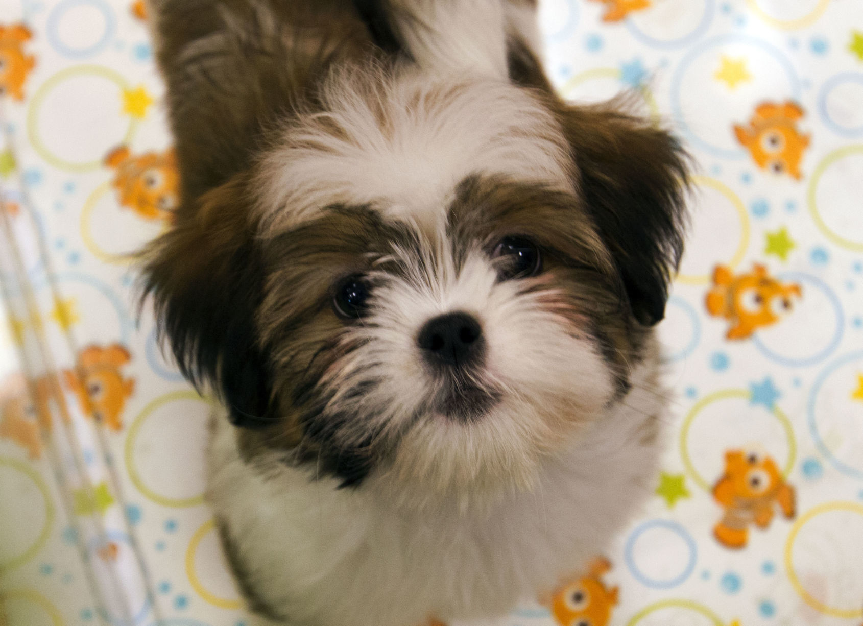 Puppy